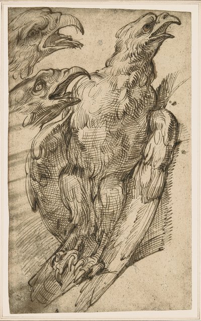 دراسة النسر بواسطة بارتولوميو باساروتي